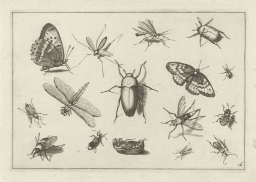 Insects