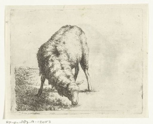 Grazing sheep, near a tree stump