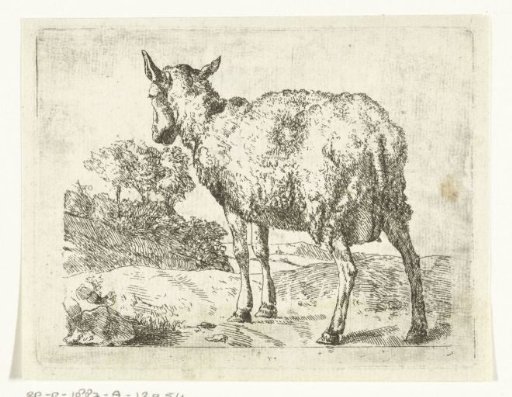 Standing sheep, seen from behind
