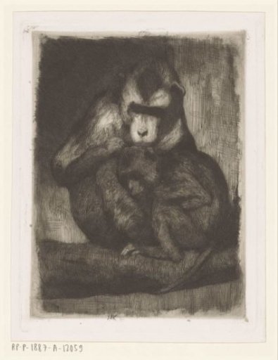 Monkeys picking fleas
