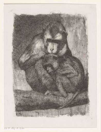Monkeys picking fleas