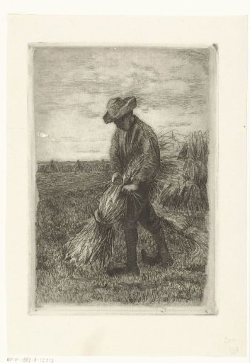 Man Binding a Sheaf of Corn in a Cornfield