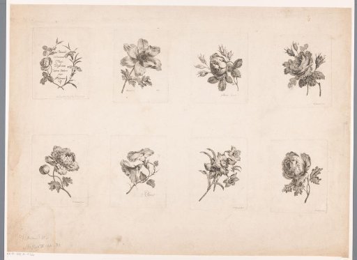 Series title and seven flowers