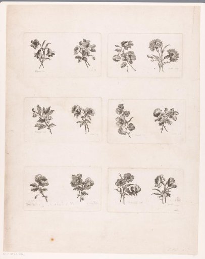 Twelve flowers