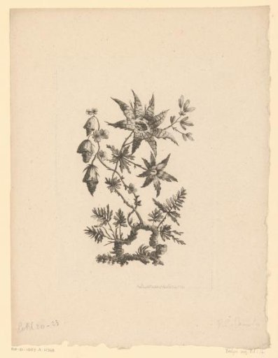Star-shaped and lantern-like flowers