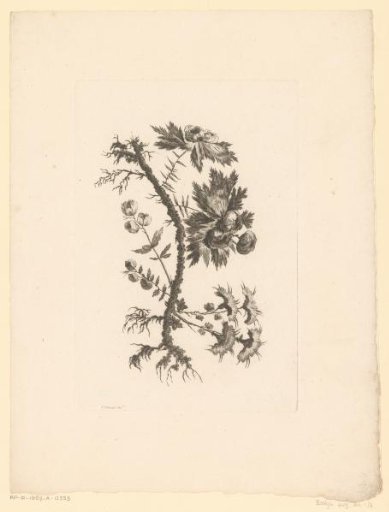 Flowers and buds
