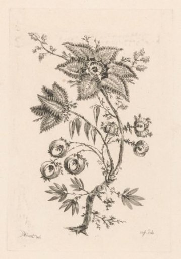 Star-shaped flowers