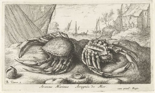Two spider crabs by a fishing net