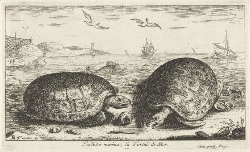 Two turtles on the beach