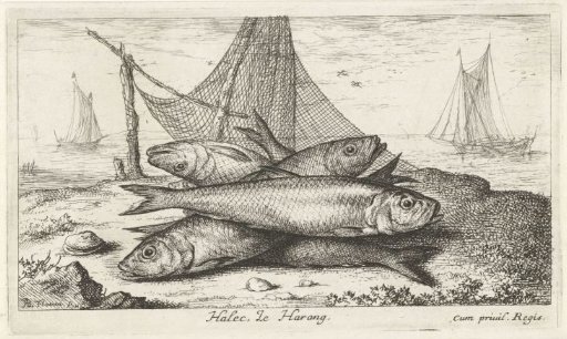 Herring by a fishing net