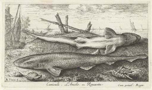 Two Dogfish on the Beach