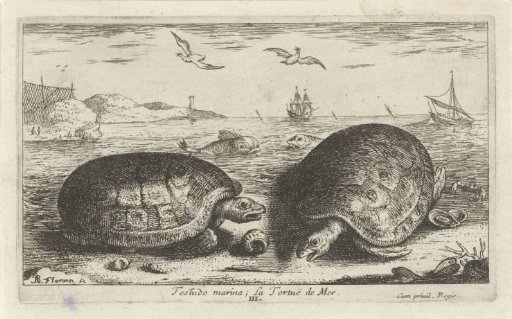 Two turtles on the beach
