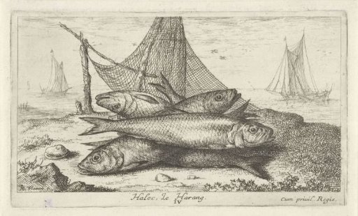 Herring by a fishing net