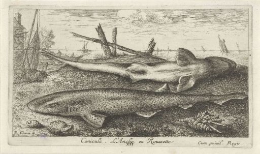 Two Dogfish on the Beach