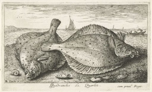 Two Plaice on the Beach