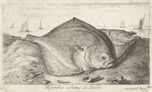 Two Turbots on the Beach