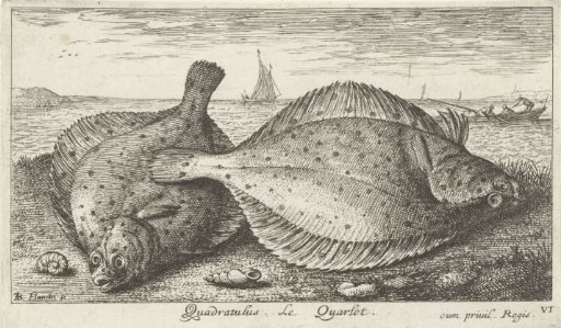 Two Plaice on the Beach