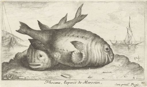 Two porpoises on the beach