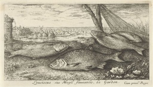 Four white bream near a fishing net