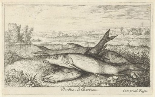 Three barbel on a riverbank