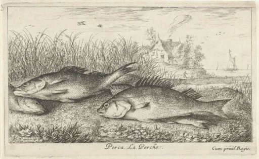 Four perch on a riverbank