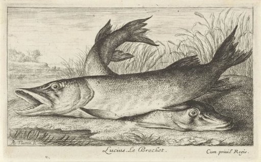 Two pike on a riverbank