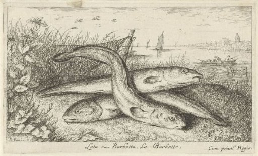 Three flounders on a riverbank