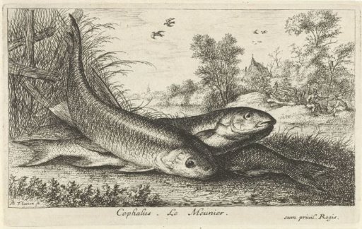 Three roach on a riverbank
