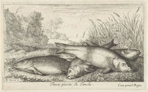 Four rudd on a riverbank