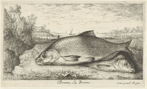 Two bream on a riverbank