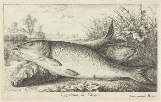 Three carp on a riverbank