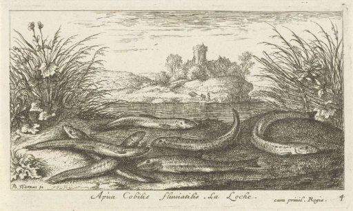 Bullheads on a riverbank