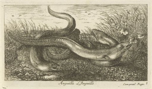 Three eels in the grass