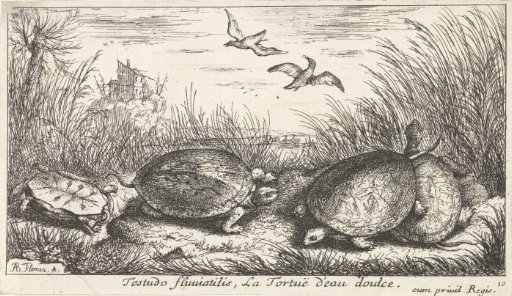 Four freshwater turtles between grass and reeds