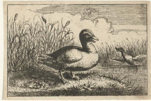 Landscape with a wild duck