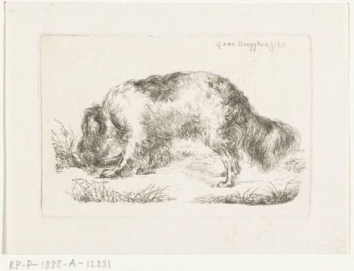Drinking dog