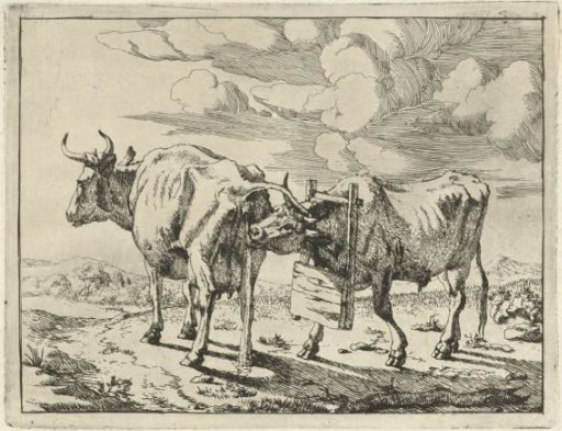 Two standing cows
