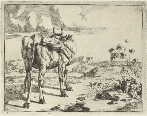 Cow Licking Itself