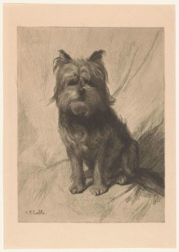 Dutch Wirehaired Griffon
