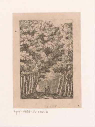 Avenue in the forest in Ekeren