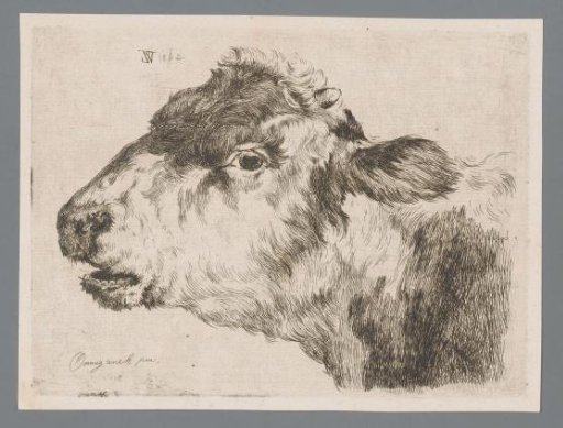 Calf's head