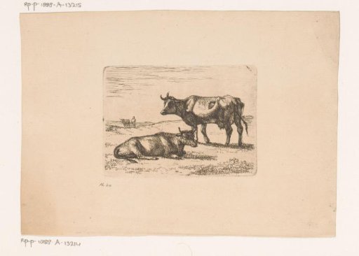 Two cattle