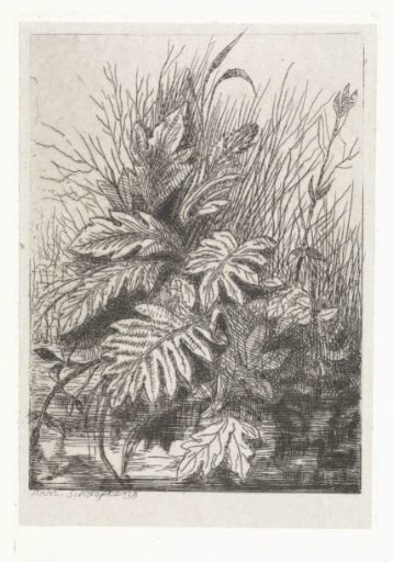 Plants