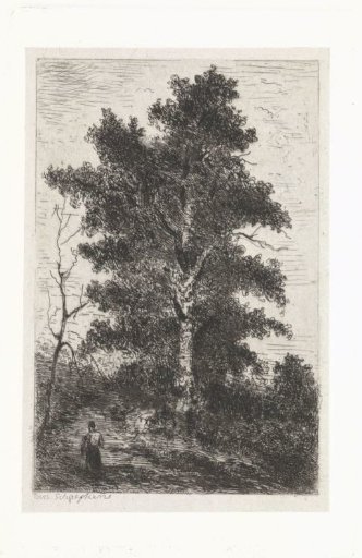 Beech tree