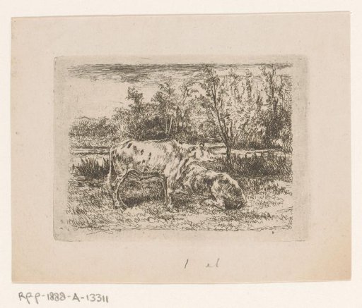 Two Cows In A Meadow