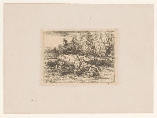 Two Cows In A Meadow