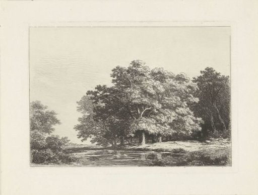Trees by the water
