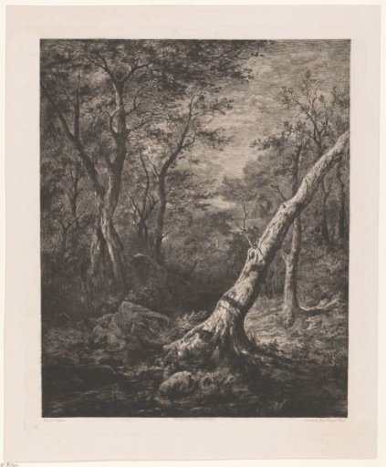 Forest landscape