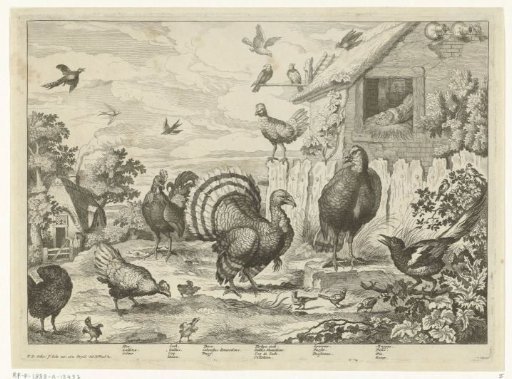 Various fowl and a turkey