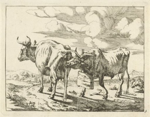 Two standing cows
